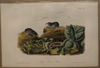 Original Say's Least Shrew lithograph by John J Audubon