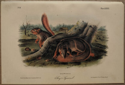 Original Say's Squirrel lithograph by John J Audubon
