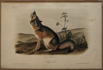 Original Swift Fox lithograph by John J Audubon