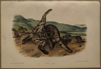 Original Texan Lynx lithograph by John J Audubon
