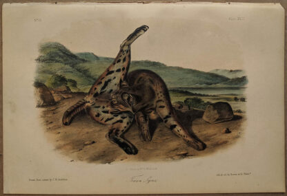 Original Texan Lynx lithograph by John J Audubon