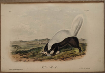 Original Texan Skunk lithograph by John J Audubon