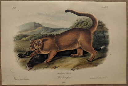 Original Male Cougar lithograph by John J Audubon