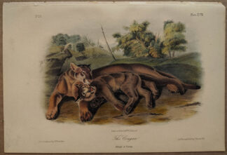 Original Cougar, Female & Young, lithograph by John J Audubon