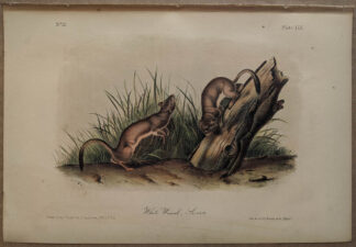Original White Weasel Stoat lithograph by John J Audubon