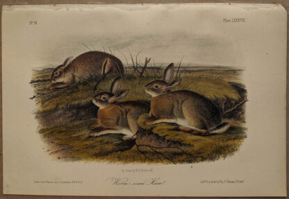 Original Worm Wood Hare lithograph by John J Audubon