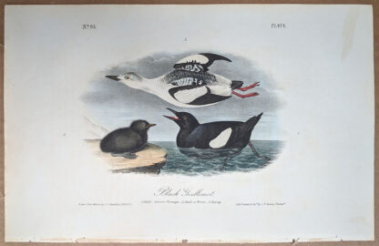 Original print of the Black Guillemot, by John J Audubon, Birds of America art