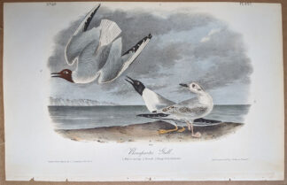 Audubon print, Bonaparte's Gull, 1st Edition Royal Octavo