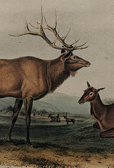 Audubon - Original Octavo Edition - Quadrupeds of North America
