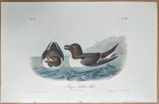 Audubon print Royal Octavo, 1st edition, Razor Billed Auk