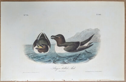 Audubon print Royal Octavo, 1st edition, Razor Billed Auk