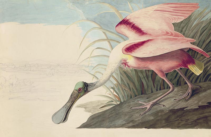 John J Audubon's study of the Roseate Spoonbill for lithographer Robert Havell