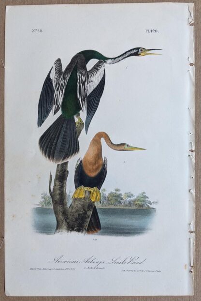 Original American Anhinga Snake Bird lithograph by John J Audubon
