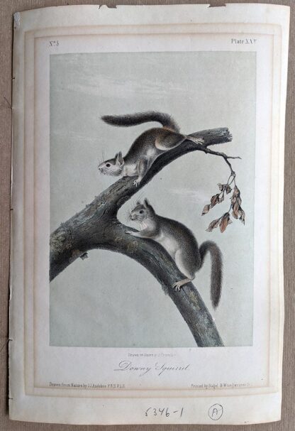 Original Downy Squirrel lithograph by John J Audubon