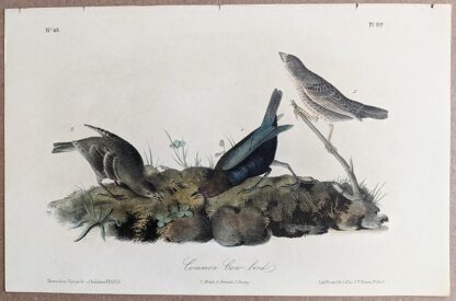 Audubon 2nd Edition Octavo - Common Cow-bird