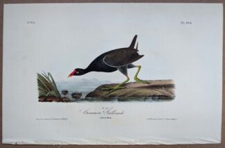 Audubon Octavo Print of the Common Gallinule