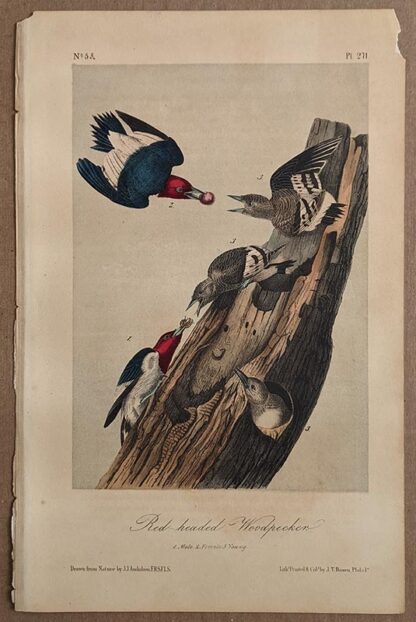 Audubon Octavo 2nd Edition of Red-headed Woodpecker, plate 271