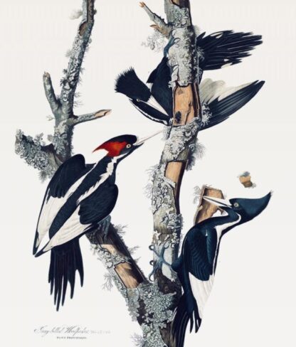 Close-up of Audubon's Ivory-billed Woodpecker print