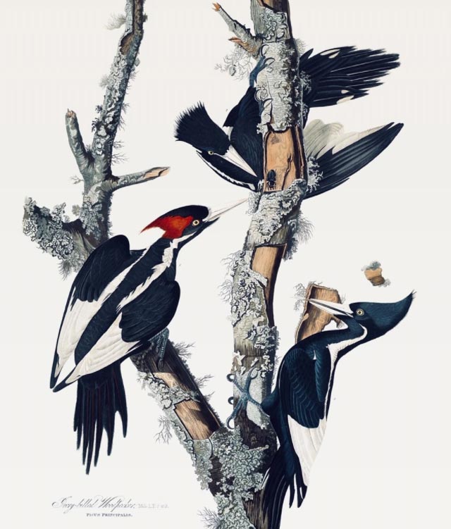 Bird Woodpecker Decorative Watercolor Painting at Rs 1500