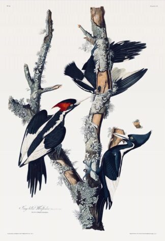 Ivory-billed Woodpecker by Audubon - Fine-art Print