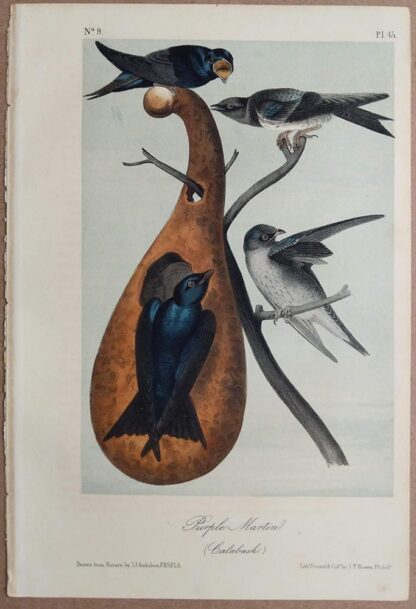 Audubon Print of the Purple Martin, 2nd Royal Octavo Edition