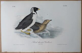 Audubon Octavo print of Black-throated Guillemot, plate 470