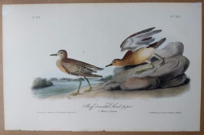 Audubon Octavo 1st Edition, Buff-breasted Sandpiper, plate 331