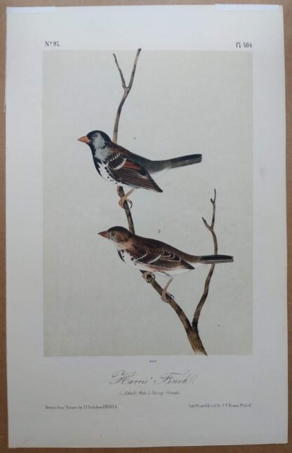 Audubon Octavo 2nd Edition of the Harris' Finch, plate 484