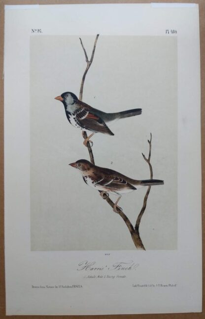 Audubon Octavo 2nd Edition of the Harris' Finch, plate 484