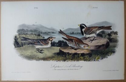 Audubon Octavo print, 1st Edition, Lapland Lark Bunting, plate 152