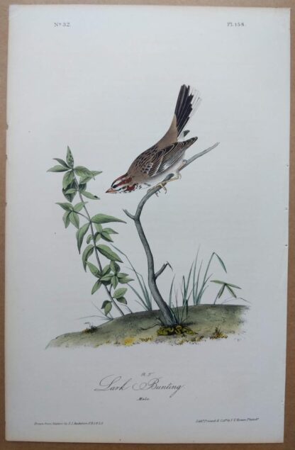 Audubon Octavo 1st Edition Lark Bunting, plate 158