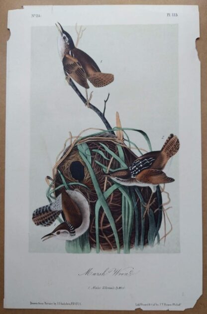 Audubon Octavo print of the Marsh Wren plate 123