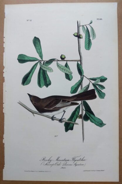 Audubon Octavo 1st Edition, Rocky Mountain Flycatcher, plate 60