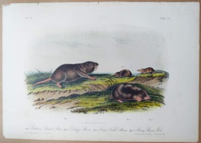 Audubon Octavo Edition of Southern Pouched Rat, Dekay's Shrew, Long-nosed Shrew, and Silvery Shrew Mole, plate CL