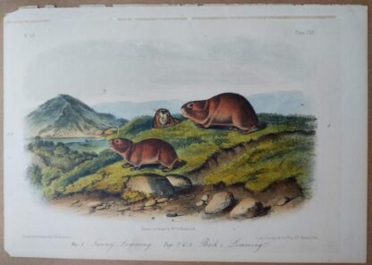 Audubon Octavo of Tawny & Back's Lemming, plate CXX