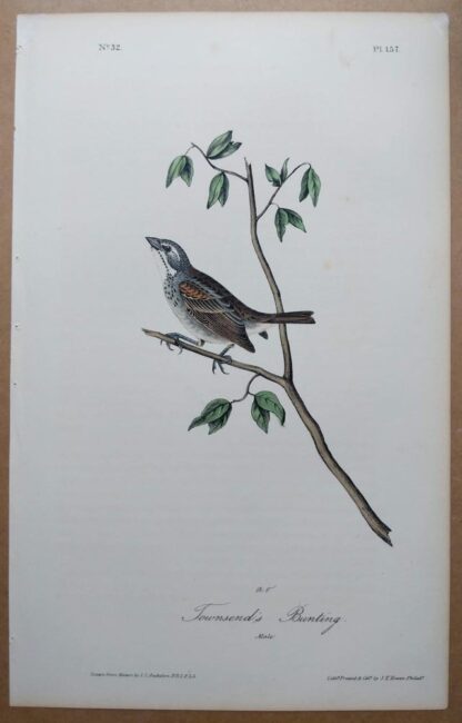 Audubon Octavo 1st Edition of Townsend's Bunting, plate 157