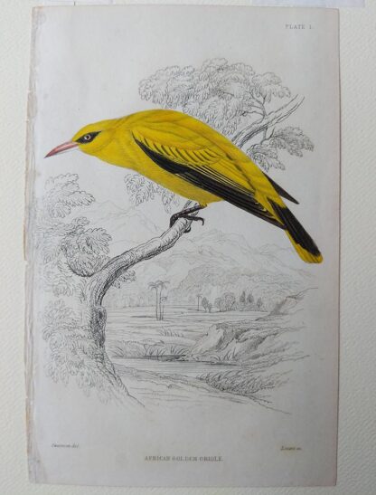 Naturalist's Library antique print of African Golden Oriole, by Sir William Jardine and engraver W.H. Lizars