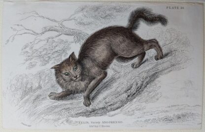 Naturalist's Library antique print of Felis Angorensis (Angora Cat), by Sir William Jardine and engraver W.H. Lizars