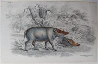 Naturalist's Library antique print of Babyroussa, by Sir William Jardine and engraver W.H. Lizars