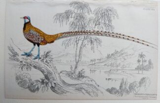 Naturalist's Library antique print of Phasianus Veneratus (Barred-tailed Pheasant), by Sir William Jardine and engraver W.H. Lizars