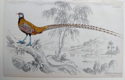 Naturalist's Library antique print of Phasianus Veneratus (Barred-tailed Pheasant), by Sir William Jardine and engraver W.H. Lizars