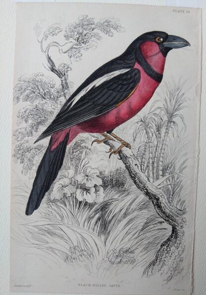 Naturalist's Library antique print of Black-billed Gaper, by Sir William Jardine and engraver W.H. Lizars