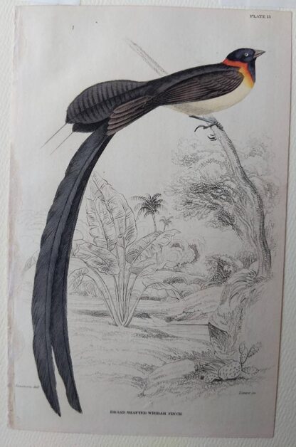 Naturalist's Library antique print of Broad-shafted Whidah Finch, by Sir William Jardine and engraver W.H. Lizars