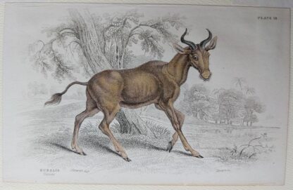 Naturalist's Library antique print of Bubalis, by Sir William Jardine and engraver W.H. Lizars