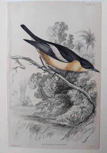 Naturalist's Library antique print of Buff-bodied Flycatcher, by Sir William Jardine and engraver W.H. Lizars