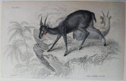 Naturalist's Library antique print of The Cambing Ootan, by Sir William Jardine and engraver W.H. Lizars