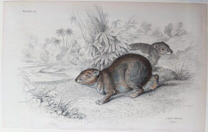 Naturalist's Library antique print of Cape Hyrax, by Sir William Jardine and engraver W.H. Lizars