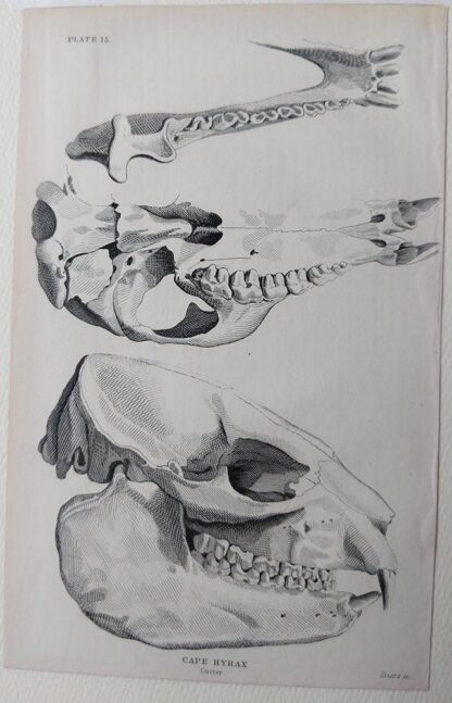 Naturalist's Library antique print of Cape Hyrax skull, by Sir William Jardine and engraver W.H. Lizars