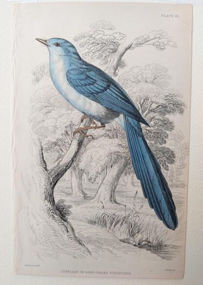 Naturalist's Library antique print of Cerulean or Long-tailed Flycatcher, by Sir William Jardine and engraver W.H. Lizars