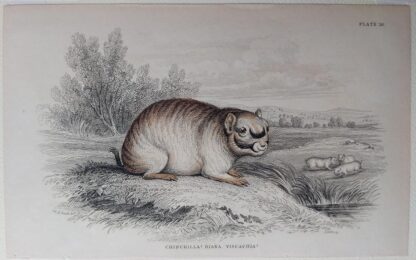 Naturalist's Library antique print of Chinchilla Diana, by Sir William Jardine and engraver W.H. Lizars